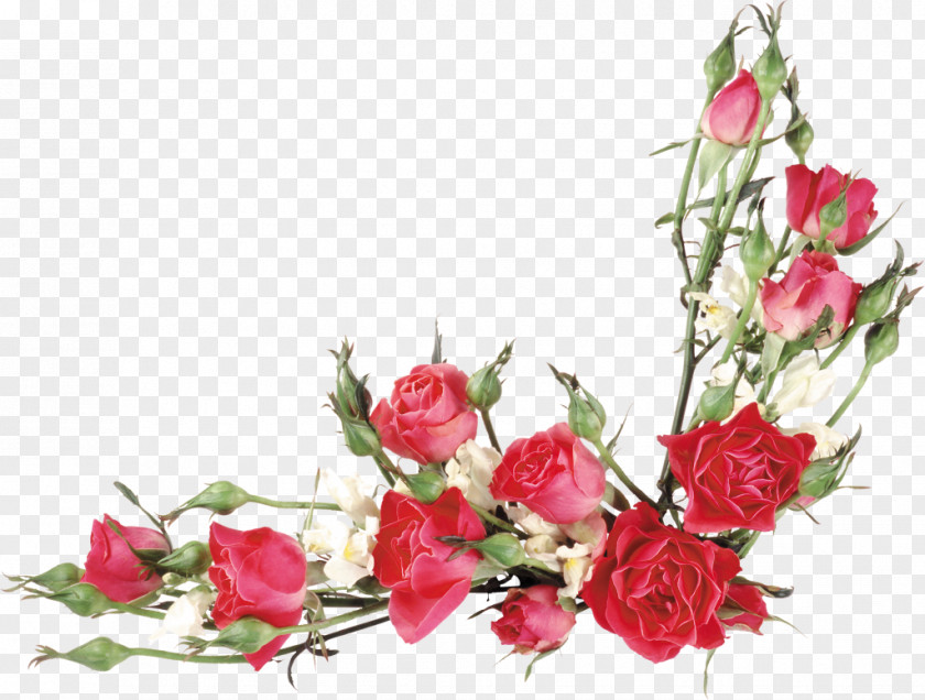 Rose Garden Roses Flower Clip Art PNG