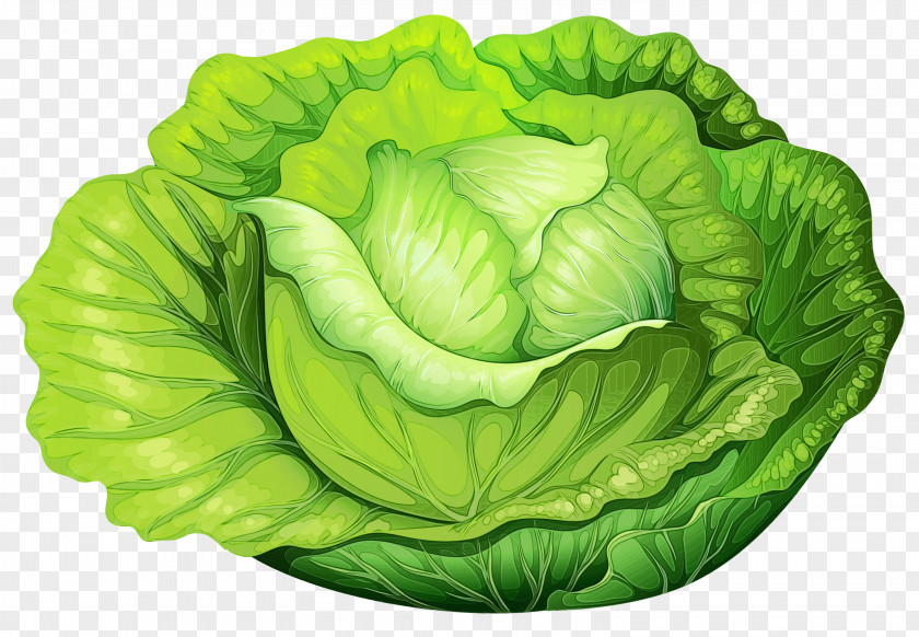 Savoy Cabbage Side Dish Green Leaf Background PNG