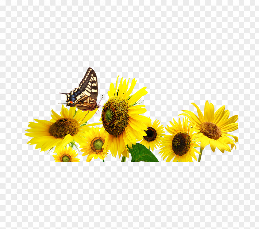 Sunflower Common Butterfly PNG
