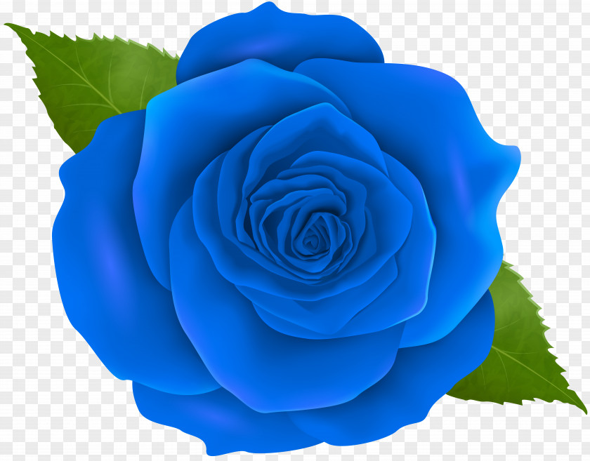 Blue Rose Transparent Clip Art Centifolia Roses PNG