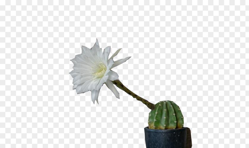 Cactus Bloom Cactaceae Clip Art PNG