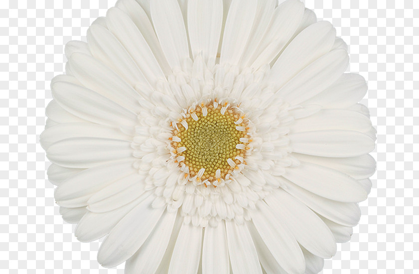 Chrysanthemum Common Daisy Transvaal Flower Floral Design PNG