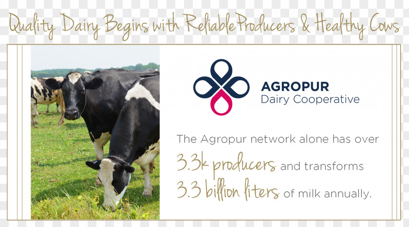 Dairy Cattle Advertising Agropur Coopérative PNG