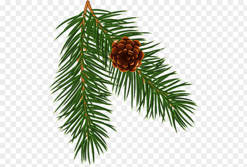 Design Spruce Christmas Ornament Pine Fir Larch PNG