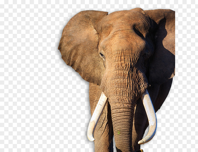 Elephant African Bush Addo National Park Indian Desktop Wallpaper PNG