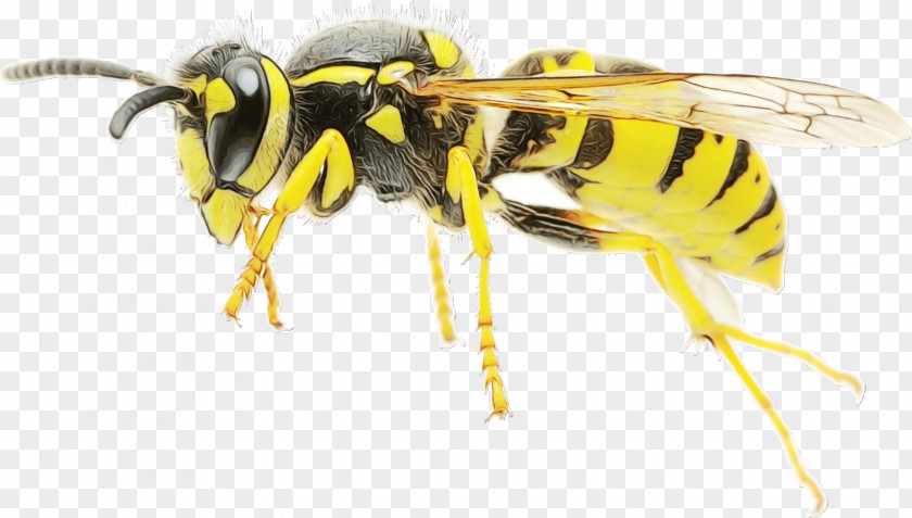 Honey Bee Wasp Mosquito Bees Ant PNG