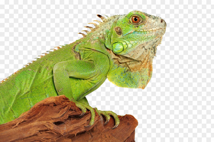 Iguana Photo Lizard Green Reptile PNG