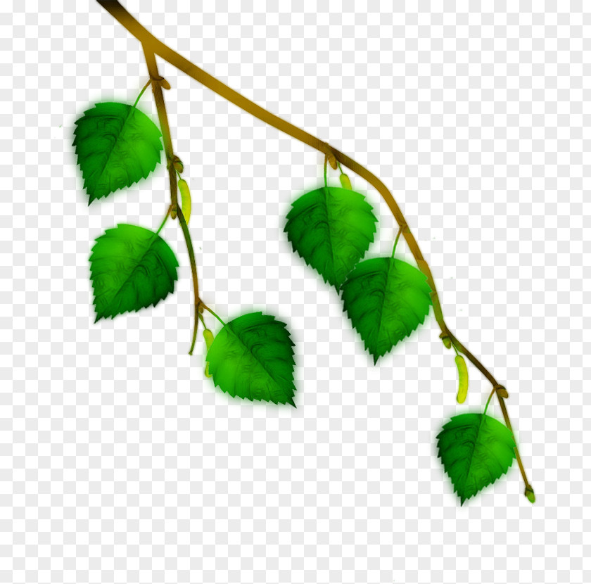 Leaf Twig Plant Stem PNG