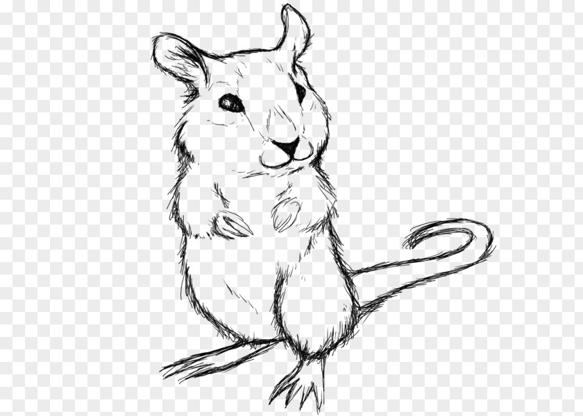 Rat Whiskers Gerbil Hamster Sketch PNG