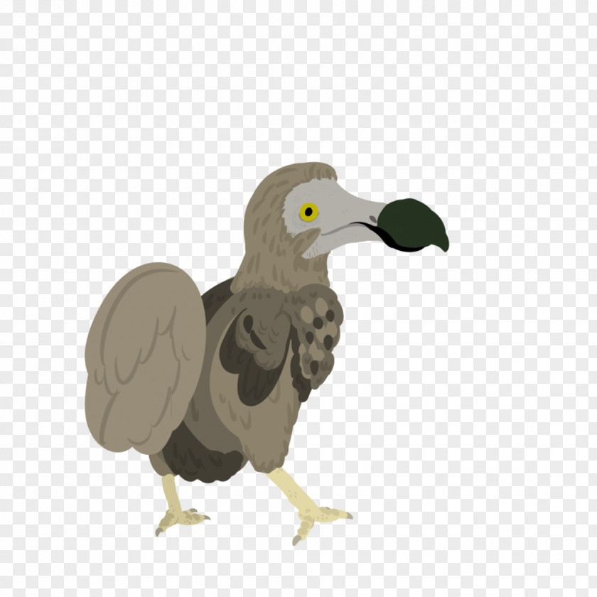 Bird Vulture Flightless Seabird Beak PNG
