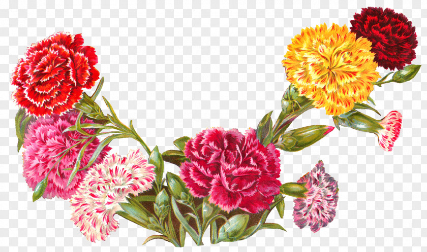 CARNATION Flower Carnation Floral Design Clip Art PNG