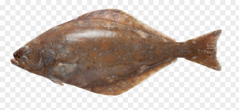 Fish Flounder Sole Atlantic Halibut PNG