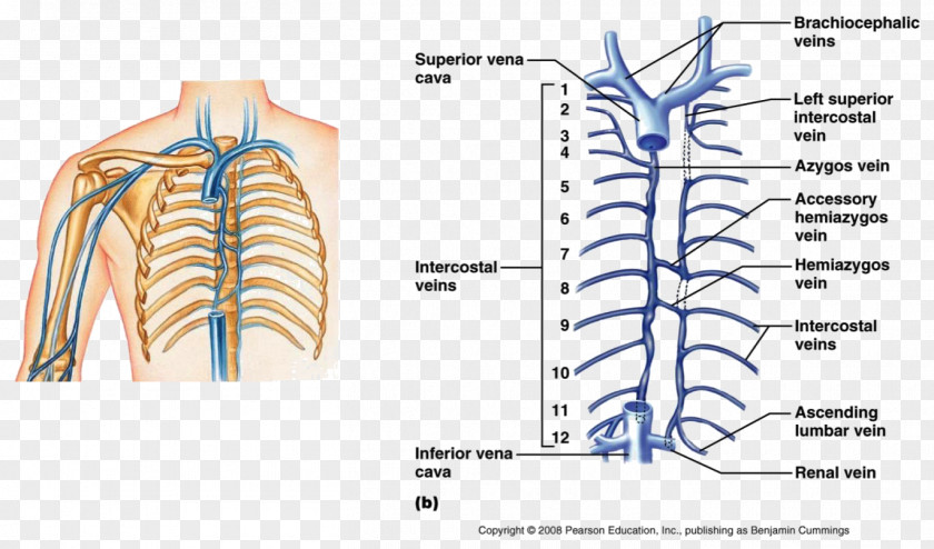 Hemiazygos Vein Brachiocephalic Superior Vena Cava PNG