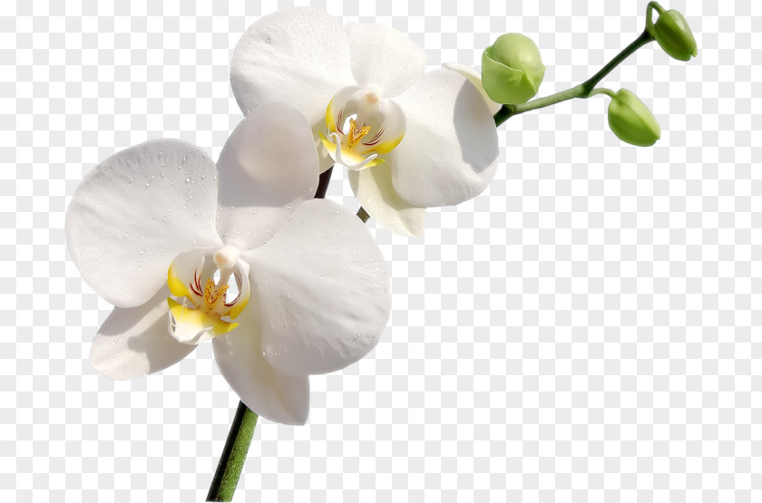 Flower Orchids Ciceksepeti.com Clip Art PNG