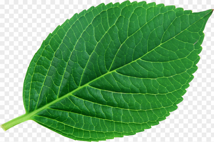 Green Leaves Leaf Plant Bladnerv Chemist Vascular Bundle PNG