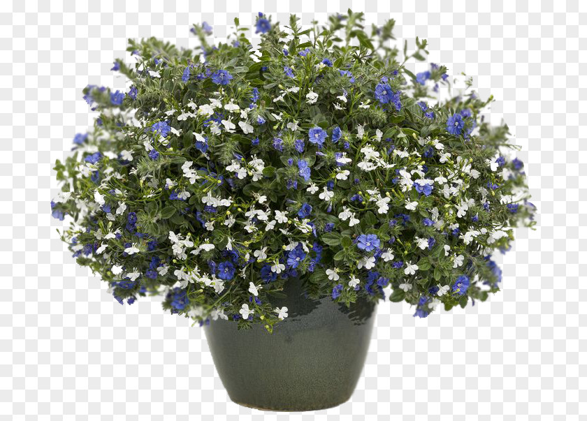 Lobelia Erinus Blue Hanging Basket Annual Plant PNG