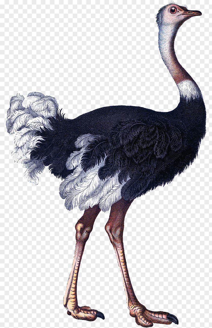 Ostrich Common Bird Craft Clip Art PNG