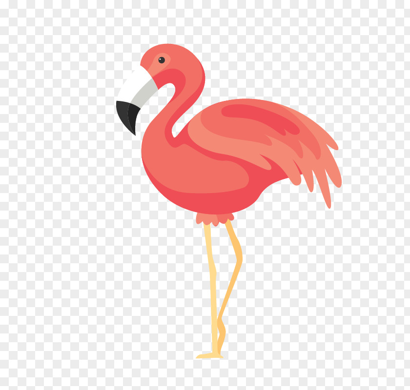 Pink Flamingos Bird Euclidean Vector PNG