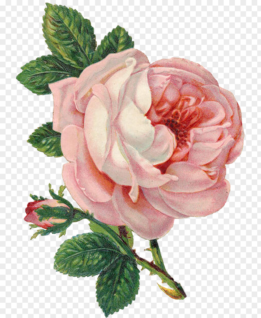 Hybrid Tea Rose Cut Flowers Floral Flower Background PNG