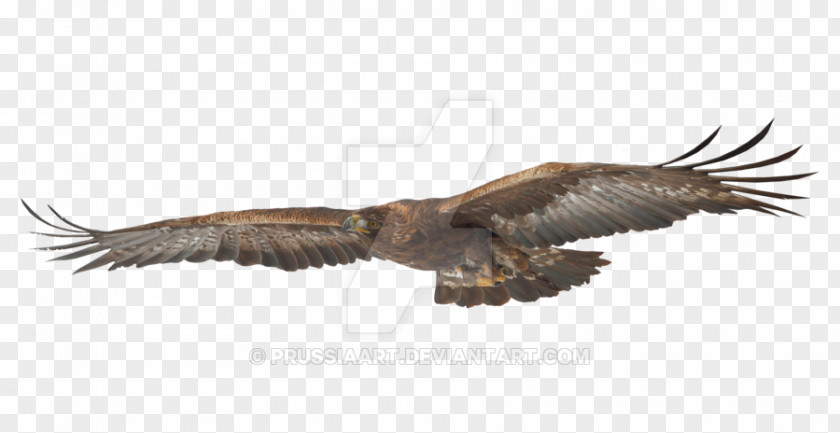 Ink Eagle Bald Bird Hawk Golden PNG