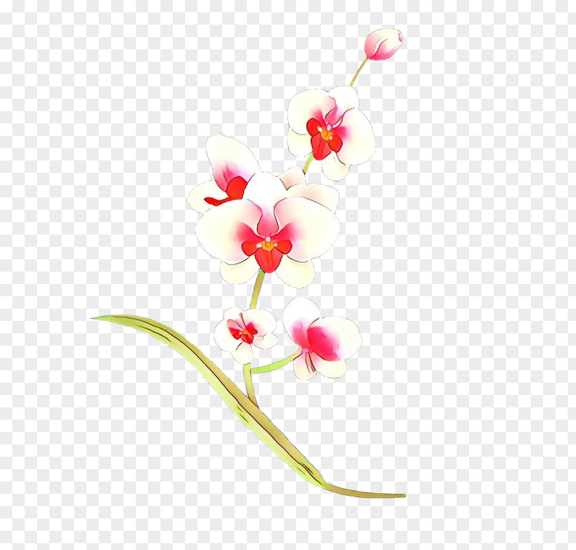 Orchid Cut Flowers Flowering Plant Flower Pedicel Pink PNG