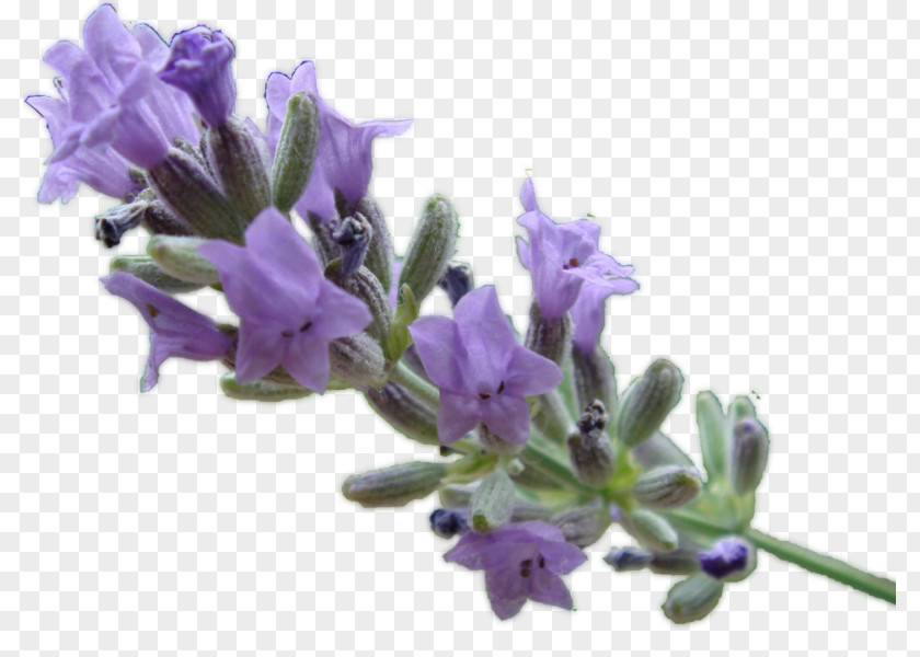 Romaine English Lavender Oil Lavandula Latifolia Essential PNG