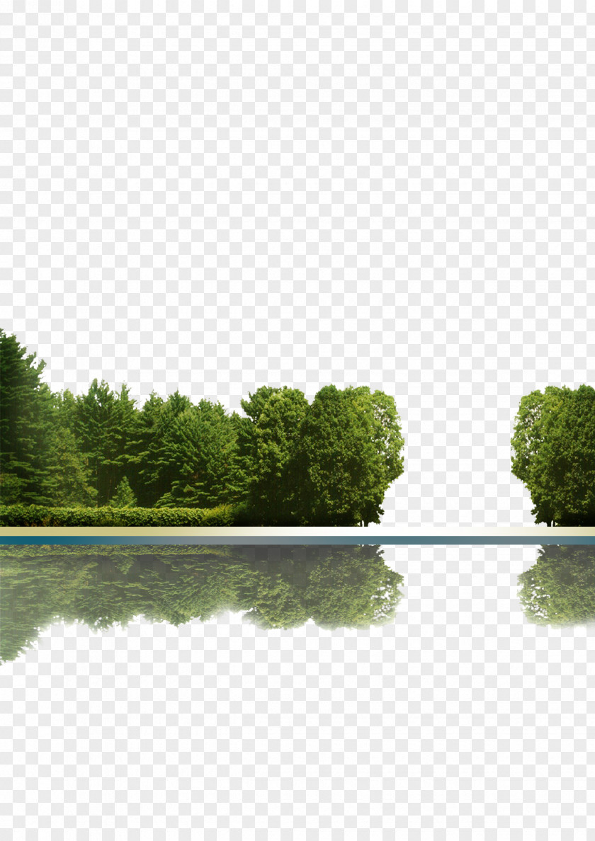 Trees Reflection Tree Icon PNG