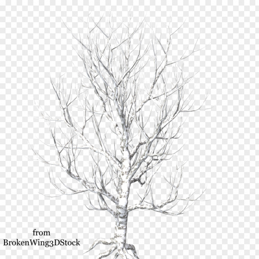 Winter Tree Branch Photography Clip Art PNG