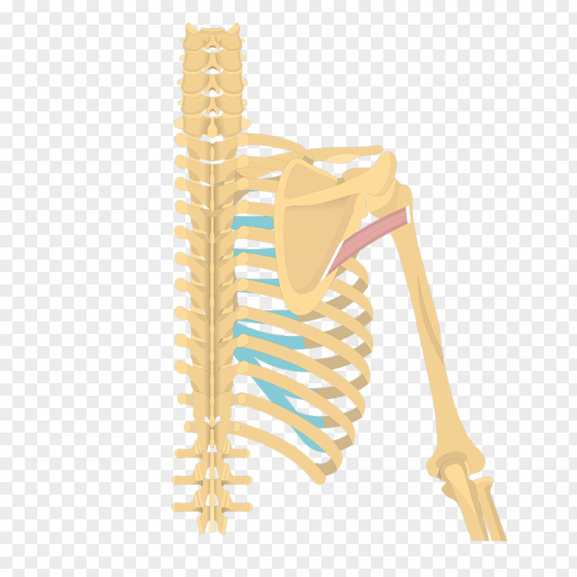 Caesio Teres Latissimus Dorsi Muscle Minor Origin And Insertion Major Supraspinatus PNG