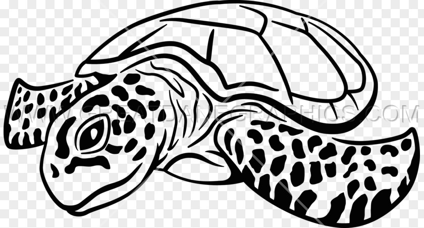 Sea Turtles Turtle Drawing Clip Art PNG