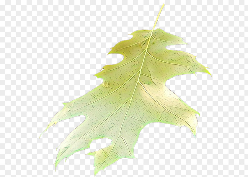 Silver Maple Planetree Family Tree Background PNG