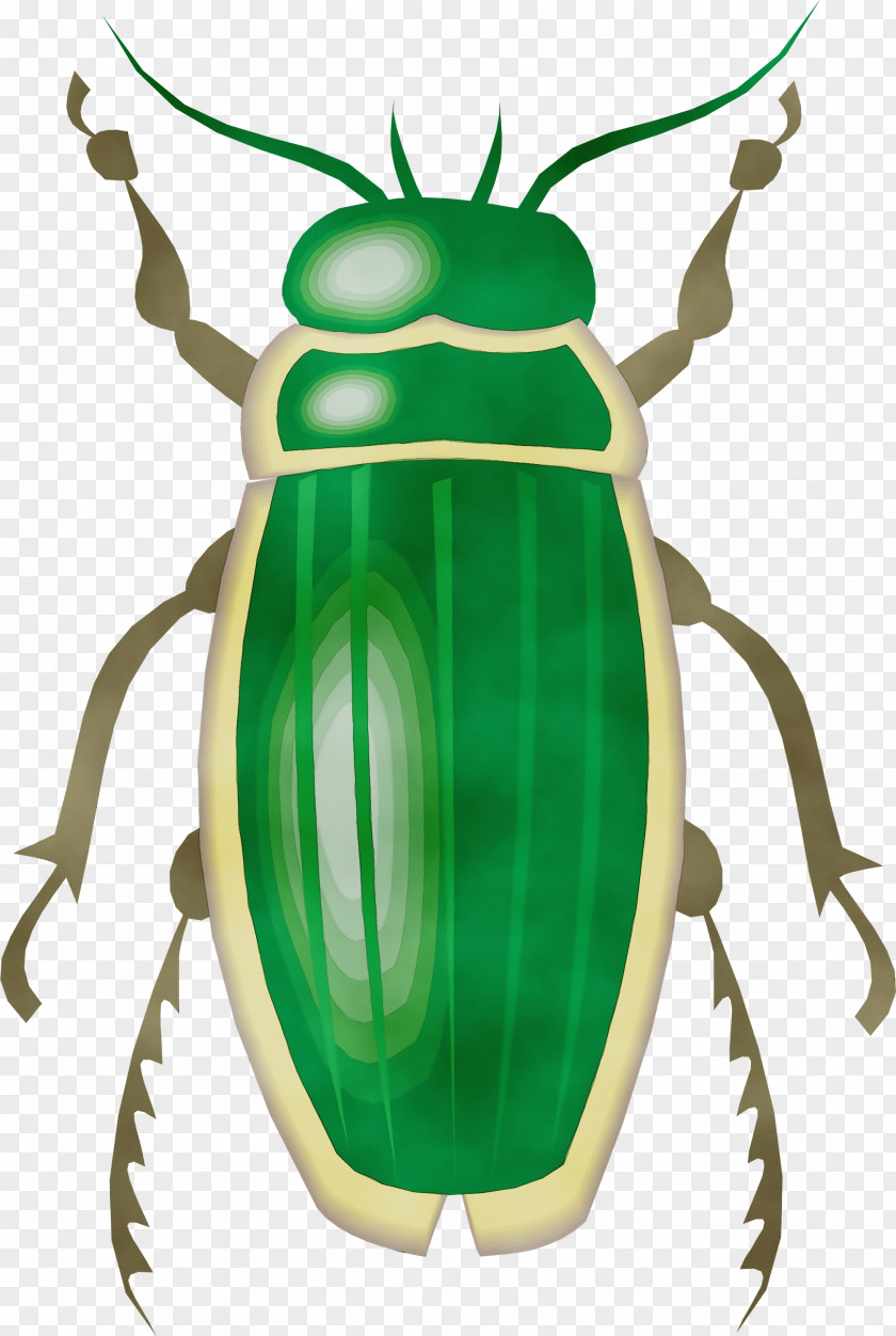 Stag Beetles Blister Insect Clip Art Beetle Cetoniidae Ground PNG