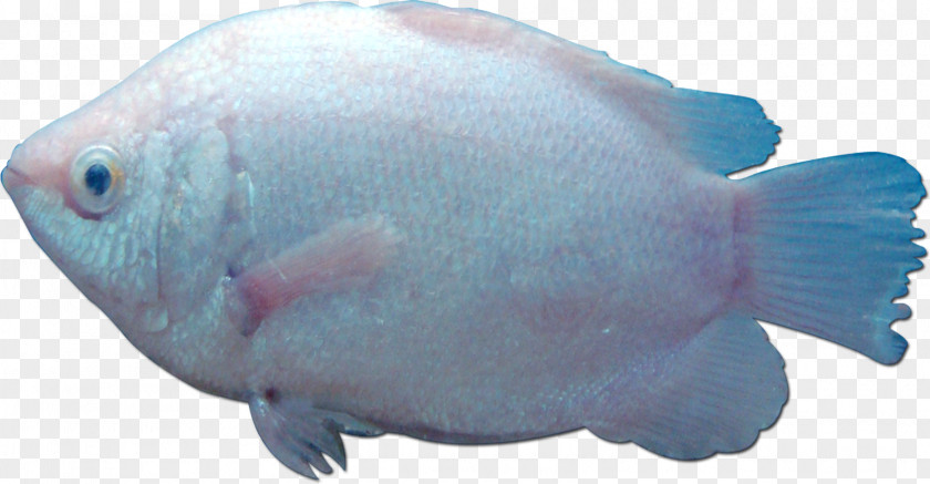 Fishes Fish Gill Marine Biology Sea PNG