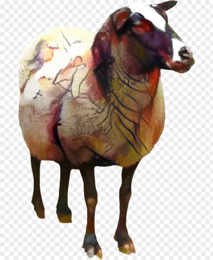 Pelibuey Sheep Clip Art Goat Desktop Wallpaper PNG