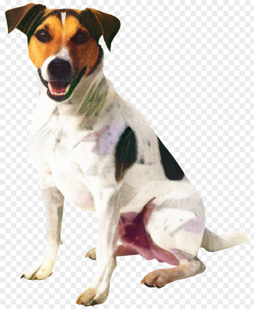 Smooth Fox Terrier Companion Dog And Cat PNG