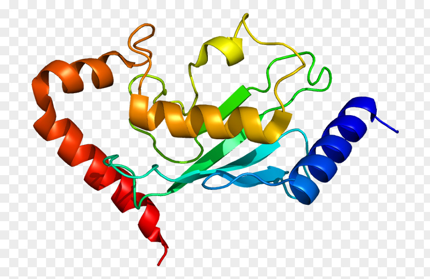 UBE2B UBE2A Ubiquitin-conjugating Enzyme UBE2J1 Protein PNG