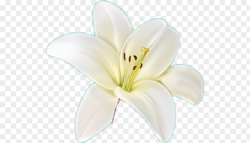 Daylily Stargazer Lily White Flower Petal Plant PNG