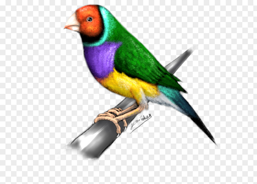 Feather Finches Lovebird Parakeet Beak PNG