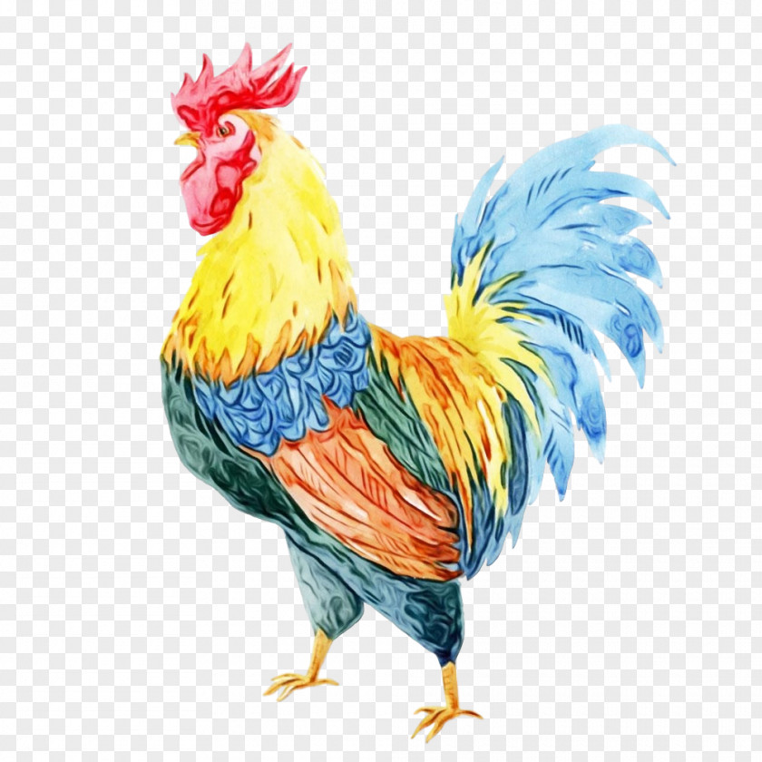 Chicken Bird Rooster Comb Beak PNG