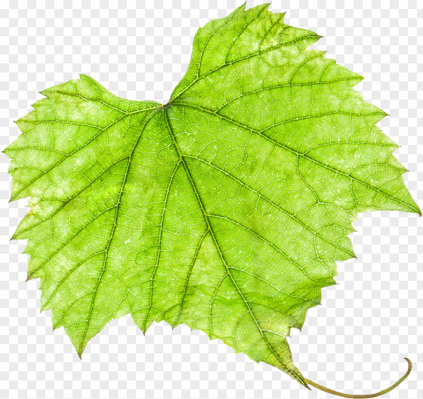 Grape Leaves Grapevines PNG