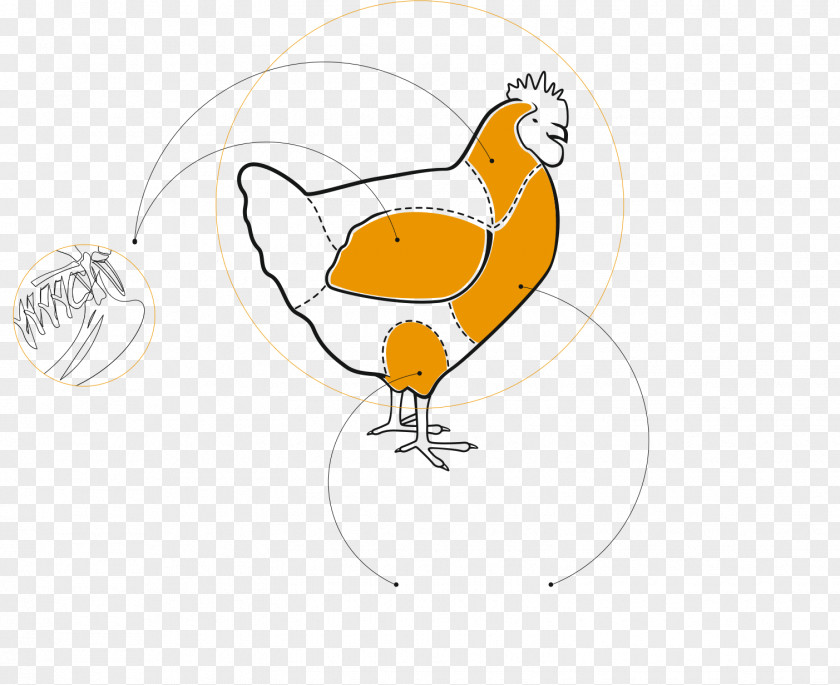 Innovative Backward Rooster Drawing /m/02csf Clip Art PNG
