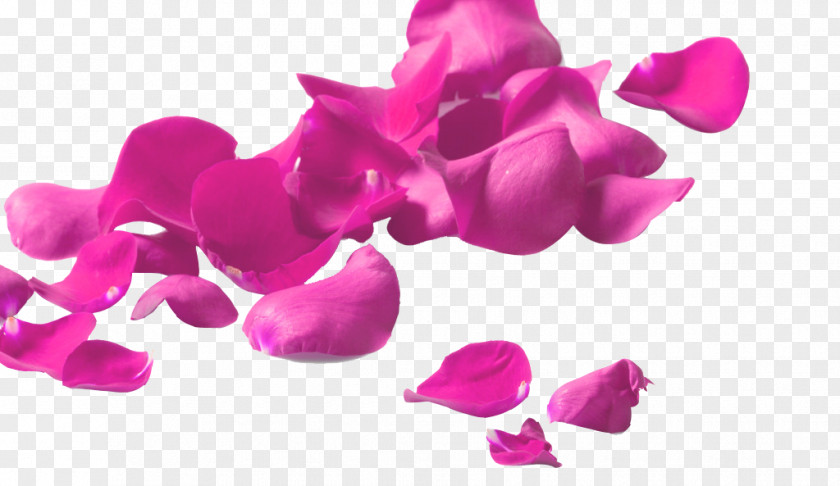Pink Rose Petals Garden Roses Petal Glass Flower Clip Art PNG