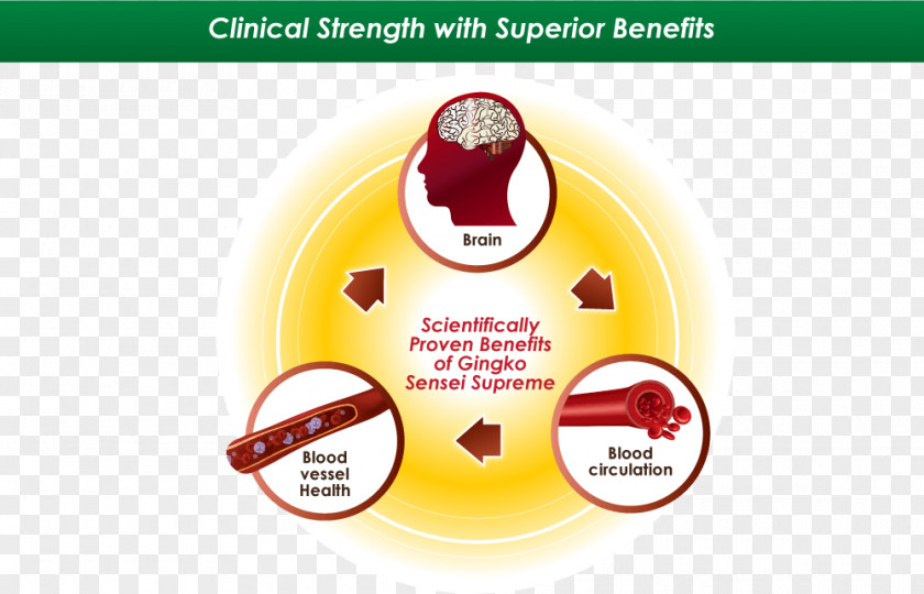 Blood Ginkgo Biloba Circulatory System Health Nutrient PNG