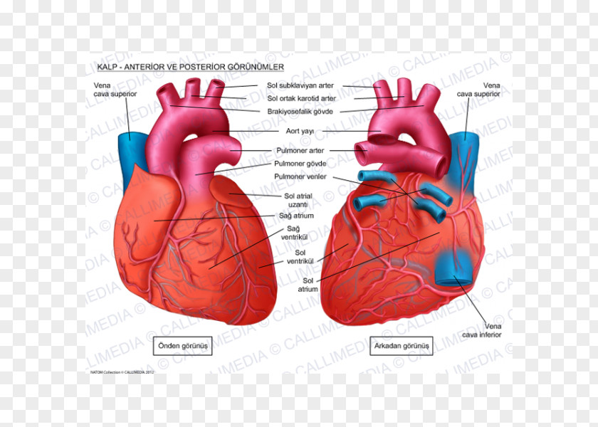 Heart Human Anatomy Circulatory System Coronal Plane PNG