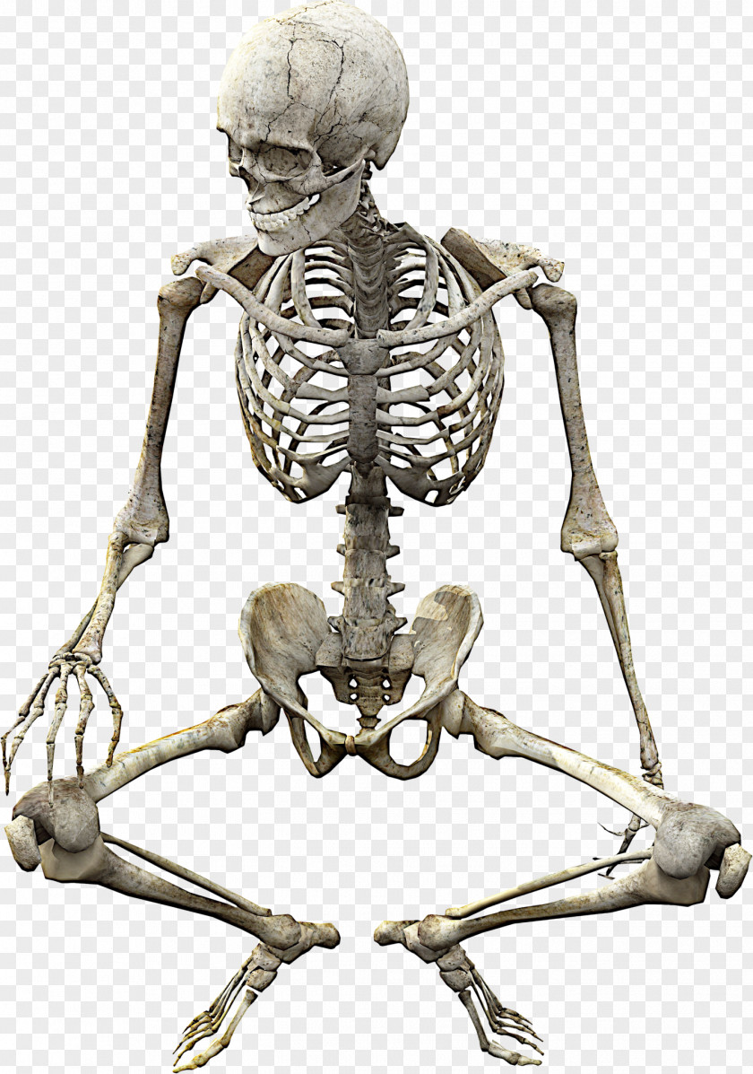 Skeleton Human Skull Anatomy Bone PNG
