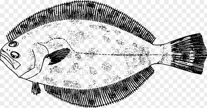 The Sea Southern Flounder Drawing Fish Gulf PNG