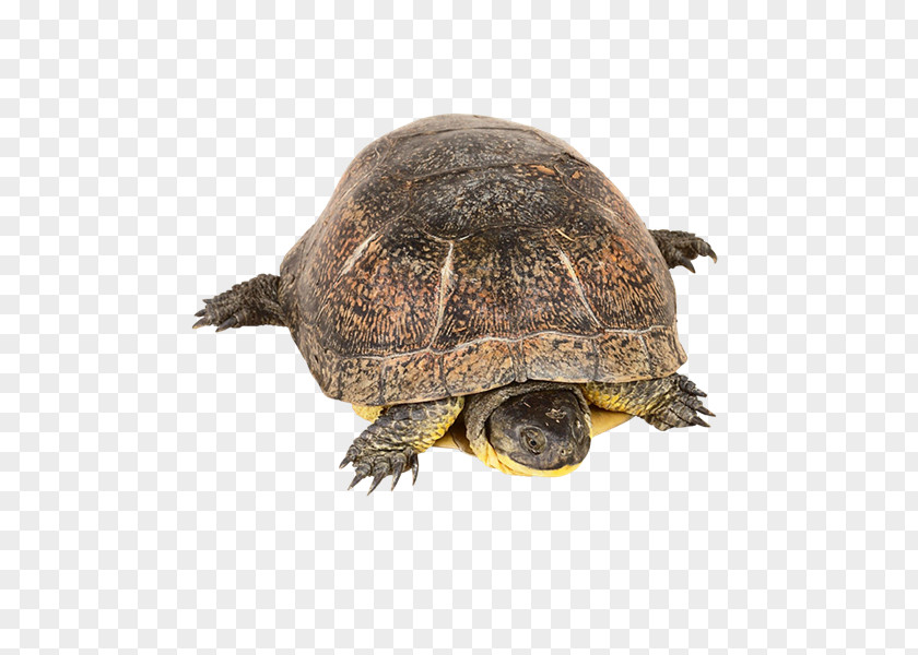 Tortuga Box Turtles T-shirt Common Snapping Turtle Blanding's PNG