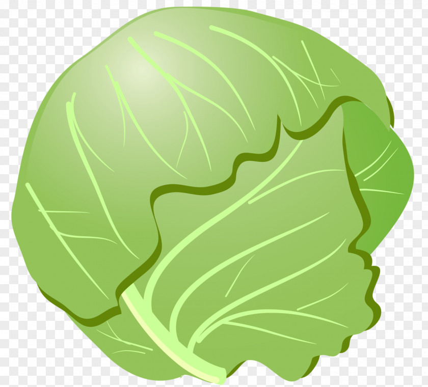 Cabbage Euclidean Vector PNG