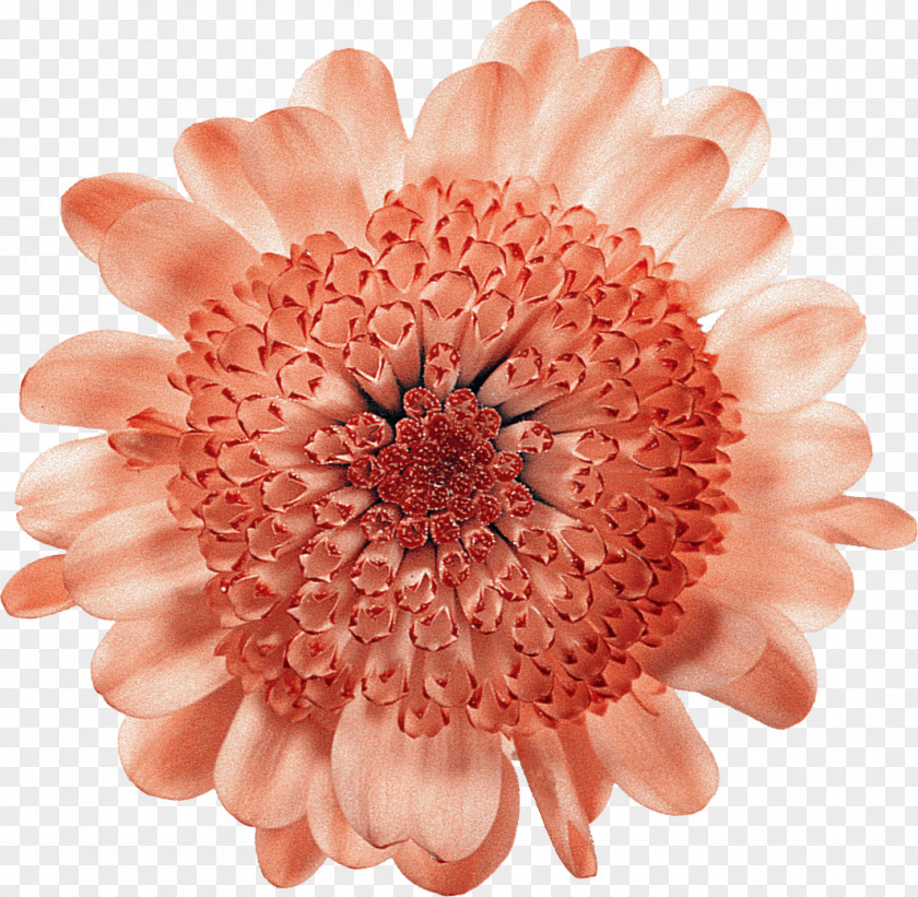 Flower Cut Flowers Floral Design Transvaal Daisy Chrysanthemum PNG