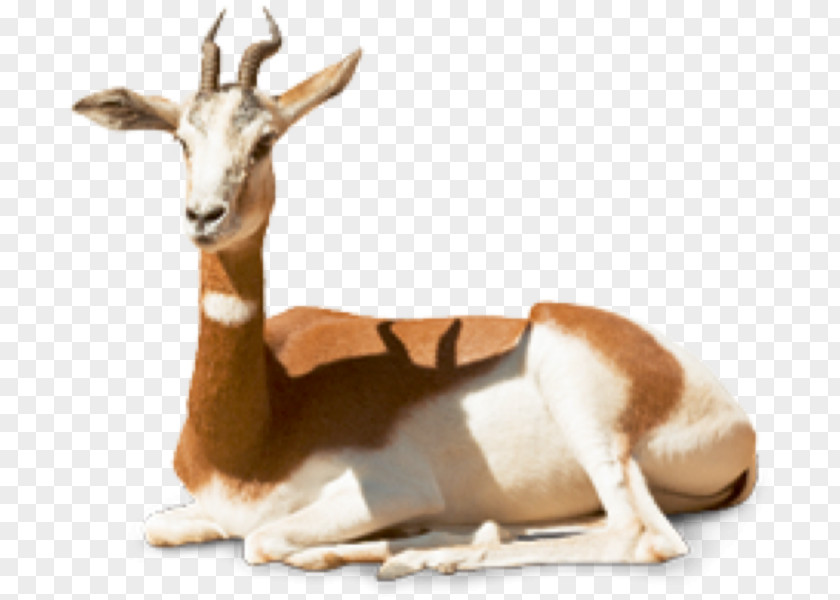 Gazelle Dama Springbok Gazella Mhorr Impala PNG